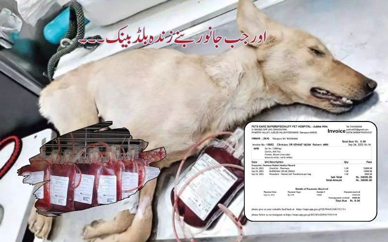 پالتوں جانور وں کو زندہ بلڈ بینک کےطور پر استعمال کرنے کا معاملہ بے نقاب؟